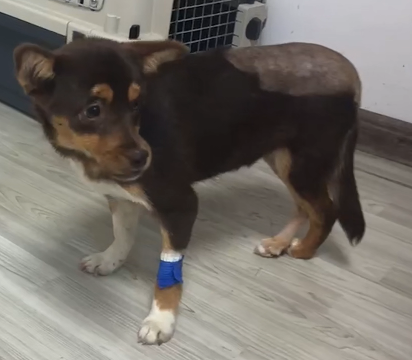 VetMedix Case Sharing 丨 High-Power Laser Treatment of Acetabular Fossa & Femoral Bruddurer