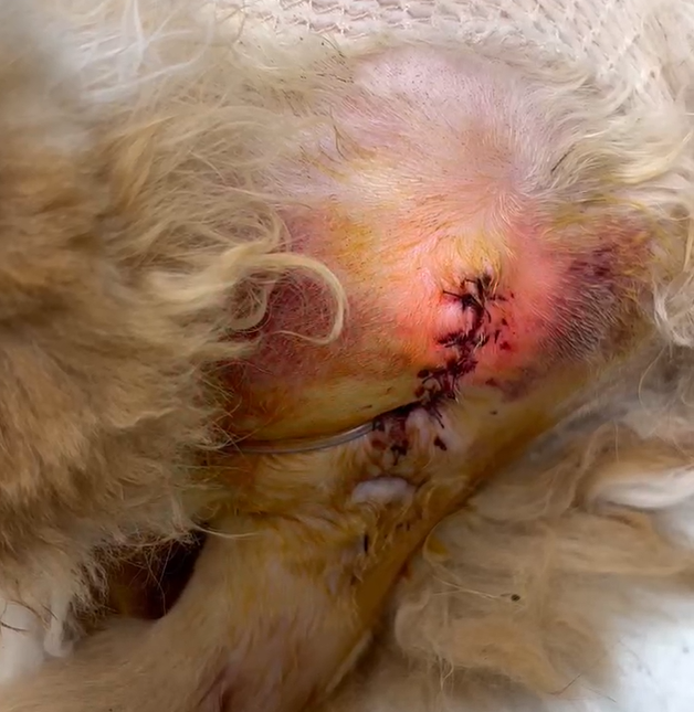 VetMedix sak Deling 丨 Høy effektlaser leger etter-urinstrostomi sår