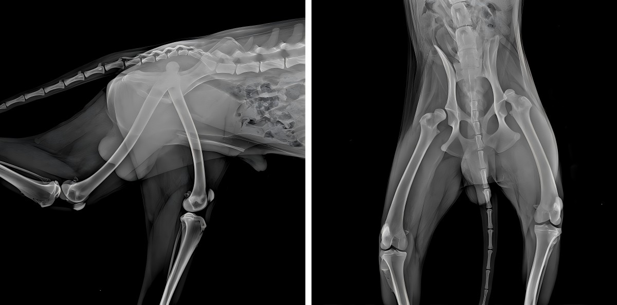 VetMedix Case Sharing 丨 High Power Laser forbedrer postoperativ rehabilitering av bilateral femoral dislokasjon