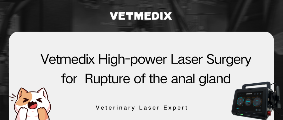 VETMEDIX Case Sharing丨High Power Laser Surgery for ruptur av analkjertelen