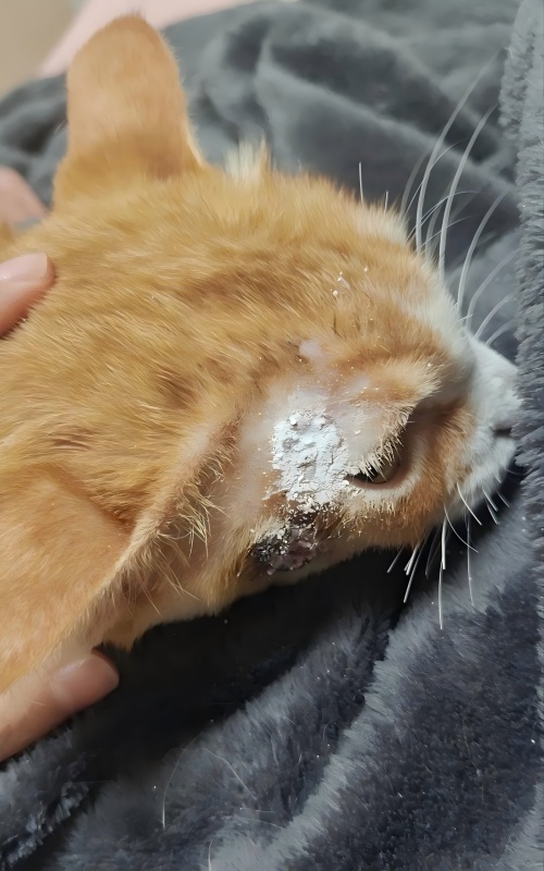 Vetmedix Case Sharing丨Applikasjonstilfelle av høyenergilaserterapi for behandling av hudsår