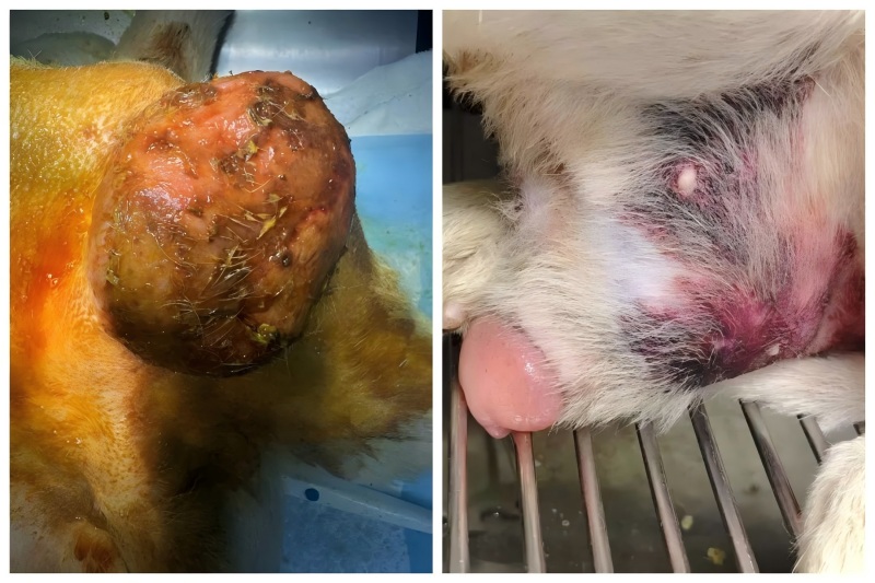 Vetmedix Case Sharing丨Anvendelse av høyenergilaserterapi ved behandling av prostataforstørrelse