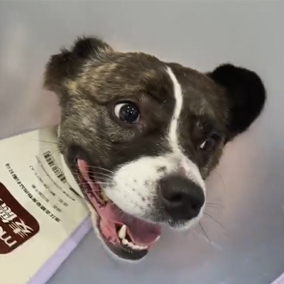 Vetmedix Case Report 丨 Bruken av veterinær laserterapi ved behandling av akutt nevritt hos en hundepasient