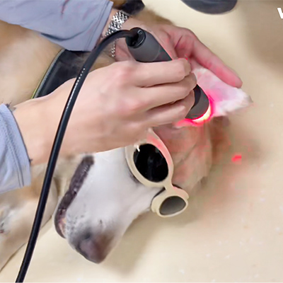 VetMedix Case Sharing丨Application Case of Laser Therapy in Treating Aural Hematom