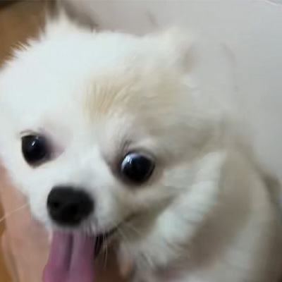 Vetmedix Case Sharing丨Applikasjonsetui med høyenergilaser for behandling av hunde-ringorm