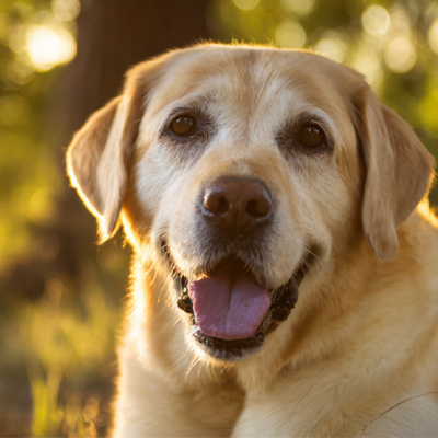 VetMedix Case Sharing丨Applikasjonstilfelle av høyenergilaserterapi ved behandling av postoperative ikke-helende perianale svulster